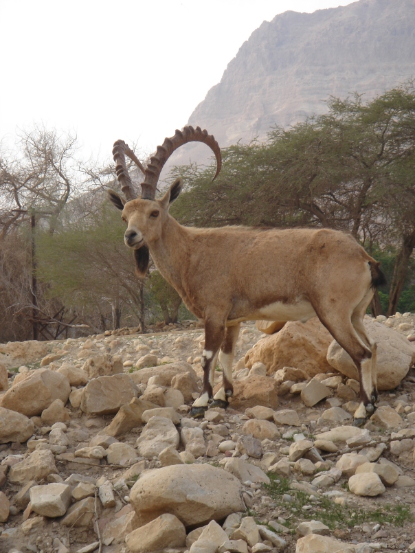 The big boys: massive gazelle buck, guardian of the desert mountains.